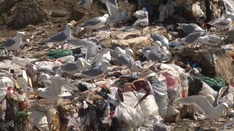 Garbage and Gulls 2 Stock Footage 7749282
