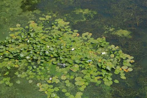 Garbage and plastic bottles in the river on green algae. Stock Photos