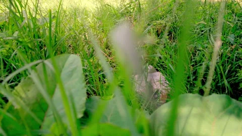 Garbage Bag Lying in Green Grass Stock Footage 340463520