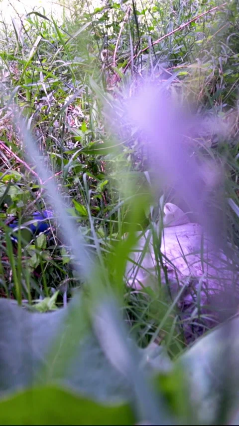 Garbage Bag Lying in Green Grass Stock Footage 340576725