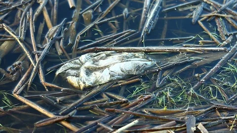 Garbage bag on the surface of the river Stock Footage 127374225