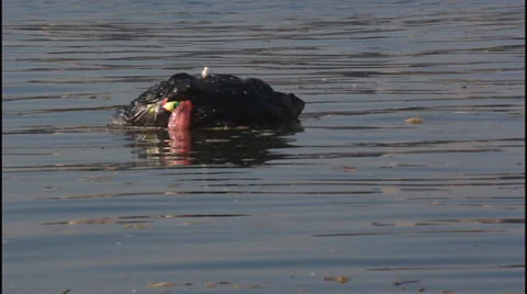 Garbage bag in water Video stock 32264526