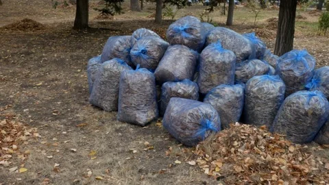Garbage bags with with fallen leaves left on sidewalk in urban area. Stock Footage 315212430