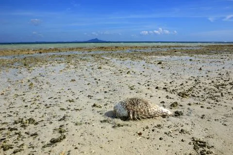 Garbage on the beach Stock Photos