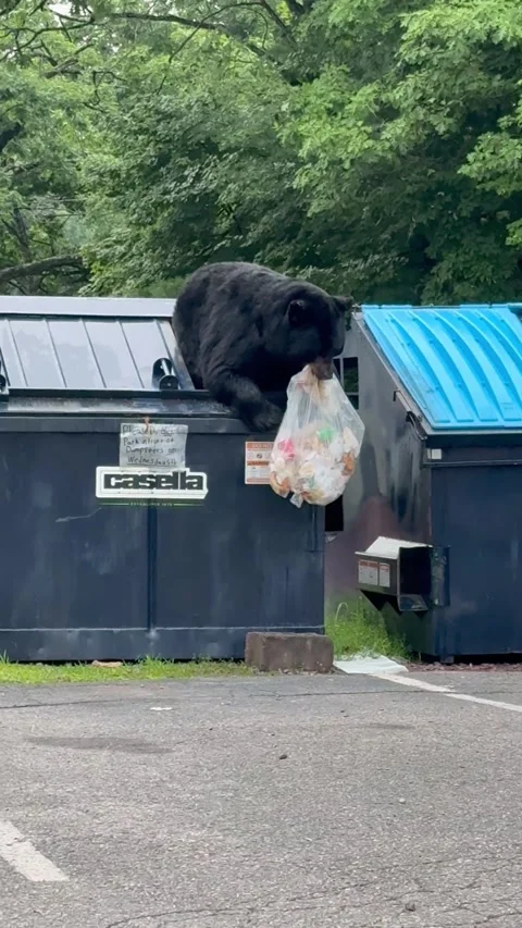 The Garbage Bear Has Arrived, Lake Harmony, Pennsylvania, USA - 29 Jul 2026 Stock-Footage 342003084