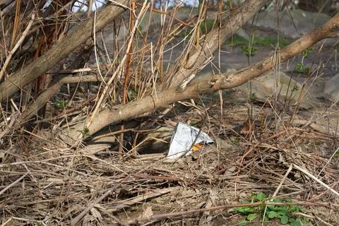 Garbage in the beautiful wild forest, environmental protection. Stock Photos
