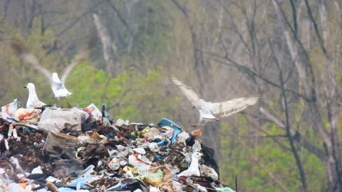 Garbage birds. Plastic pollution. Issue of disposal waste. Stock Footage 172006761