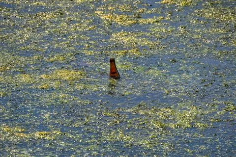 Garbage, bottle disposed of in a pond full of algae Stock Photos