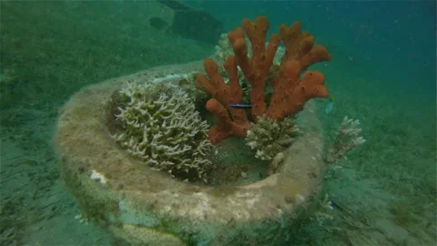 Garbage at the bottom of the red sea, soft red coral Stock-Footage 153079553