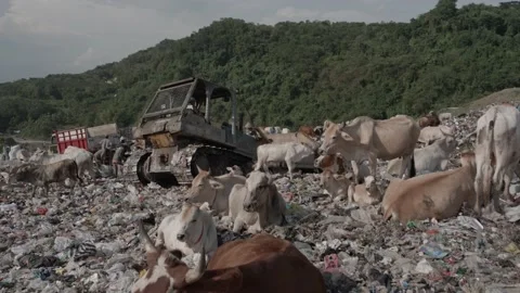 Garbage bulldozer on landfill forground ground cow Stock Footage 201618079