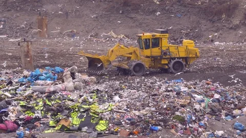 Garbage bulldozer surrounded by a flock of seagulls Stock Footage 73519669