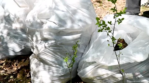 Garbage collection in the forest. Видео 253666704