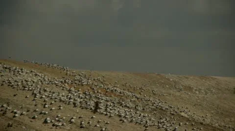 Garbage dump 0213 5 Stock Footage 22066810