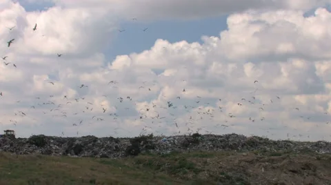 Garbage Dump and birds Stock Footage 959098
