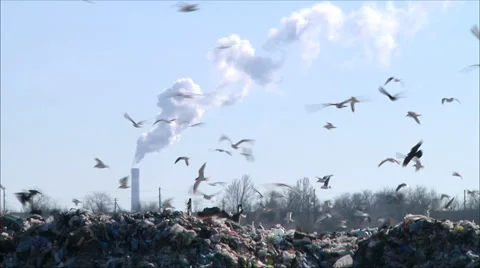 Garbage dump Stock Footage 1087836