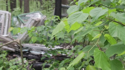Garbage dump in the forest, environmental pollution, sunny summer day, forest Video stock 76793302