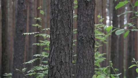 Garbage dump in the forest, environmental pollution, sunny summer day, forest Video stock 76793305