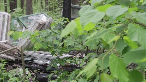 Garbage dump in the forest, environmental pollution, sunny summer day, forest Video stock 76793311