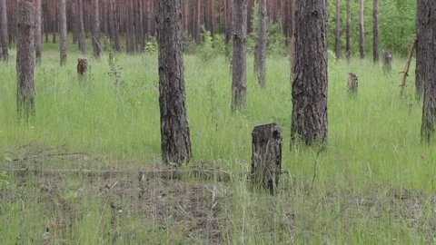 Garbage dump in the forest, environmental pollution, sunny summer day, forest Video stock 76793347