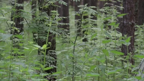 Garbage dump in the forest, environmental pollution, sunny summer day, forest Video stock 76793409