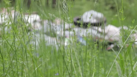 Garbage dump in the forest, environmental pollution, sunny summer day, forest Video stock 76793453