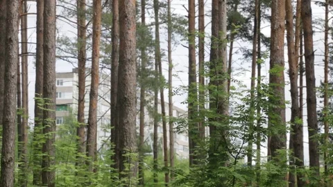 Garbage dump in the forest, environmental pollution, sunny summer day, forest Video stock 76793455