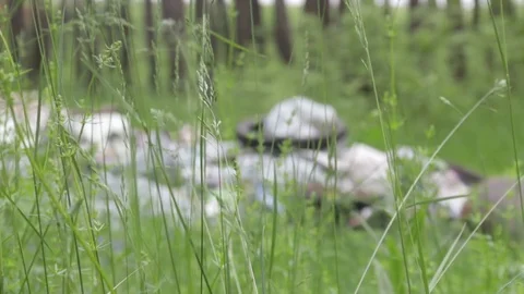Garbage dump in the forest, environmental pollution, sunny summer day, forest Video stock 76793504