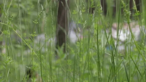 Garbage dump in the forest, environmental pollution, sunny summer day, forest Video stock 76793534