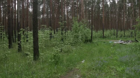 Garbage dump in the forest, environmental pollution, sunny summer day, forest Video stock 76793566