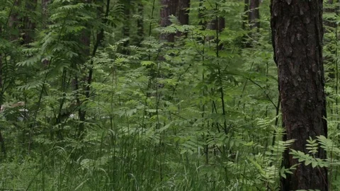 Garbage dump in the forest, environmental pollution, sunny summer day, forest Video stock 76793574