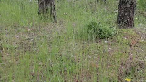 Garbage dump in the forest, environmental pollution, sunny summer day, forest Video stock 76793587