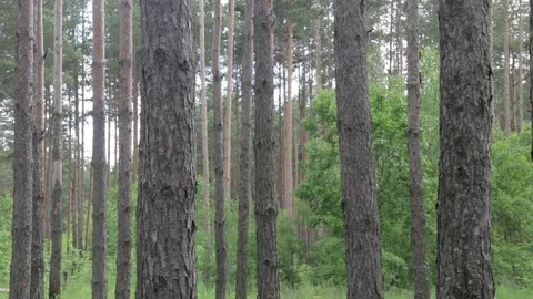 Garbage dump in the forest, environmental pollution, sunny summer day, forest Video stock 76793601