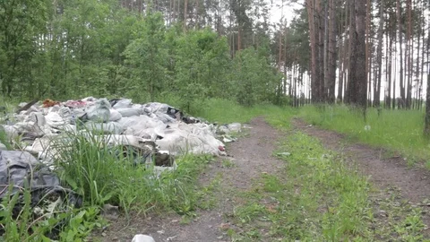 Garbage dump in the forest, environmental pollution, sunny summer day, forest Video stock 76793654