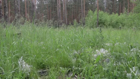 Garbage dump in the forest, environmental pollution, sunny summer day, forest Video stock 76793682