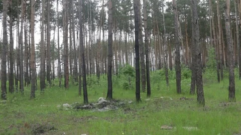 Garbage dump in the forest, environmental pollution, sunny summer day, forest Video stock 76793686