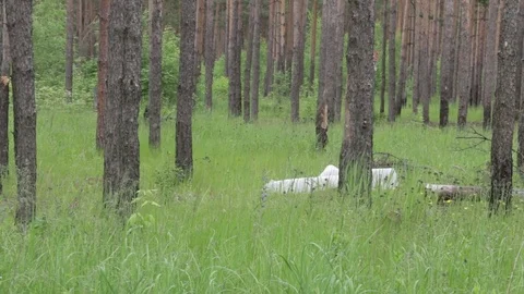Garbage dump in the forest, environmental pollution, sunny summer day, forest Video stock 76793709