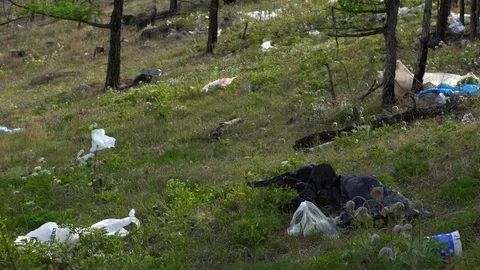 Garbage dump in the forest, environmental pollution, forest, trees. Stock Footage 77174917