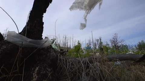 Garbage dump in the forest, environmental pollution, forest, trees. Stock Footage 77179628