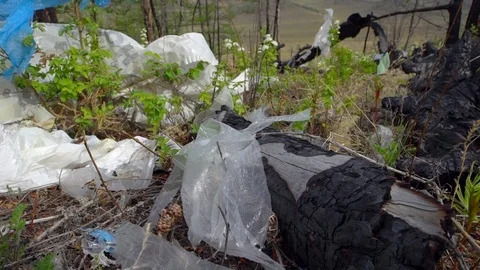 Garbage dump in the forest, environmental pollution, forest, trees. Stock Footage 77458301