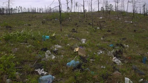 Garbage dump in the forest, environmental pollution, forest, trees. Stock Footage 77458339