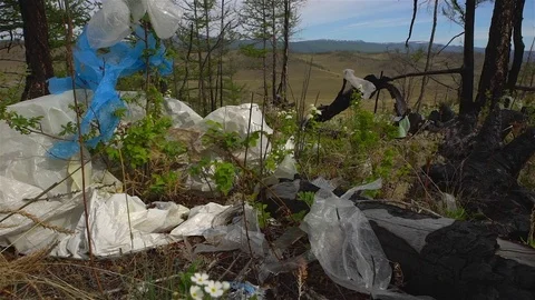 Garbage dump in the forest, environmental pollution, forest, trees. Stock Footage 77658095