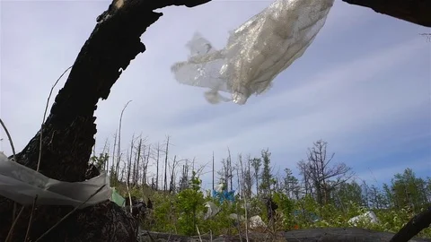 Garbage dump in the forest, environmental pollution, forest, trees. Stock Footage 77853090