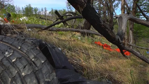 Garbage dump in the forest, environmental pollution, forest, trees. Stock Footage 78000619