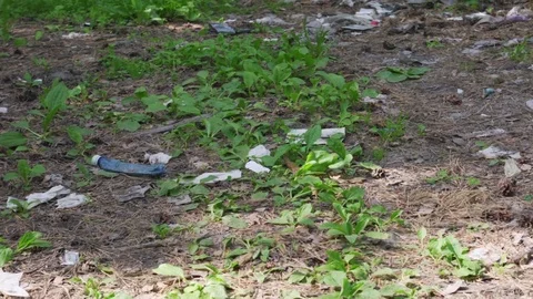 Garbage dump in the forest 스톡 동영상 76612062