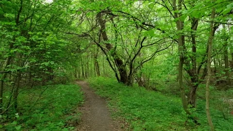 Garbage dump in the forest Stock Footage 137428183