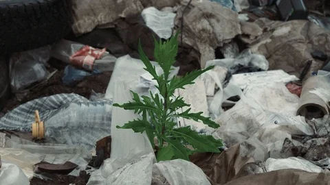 Garbage dump With Growing flower plant. New life after pollution, plastic Stock Footage 111285674