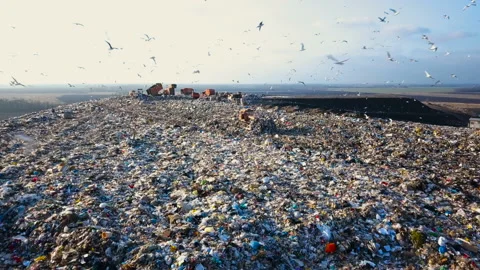 Garbage Dump. Hungry Gulls are Looking for Food among the Waste Stock Footage 87307091