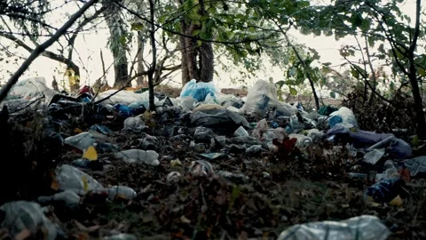 Garbage dump organized in a forest recreational area Video stock 250085883