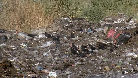A garbage dump pollutes the environment Stock Footage 81617047
