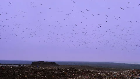 Garbage dump with waste plastic and food waste Flock of birds flying over a dump Stock Footage 231687438